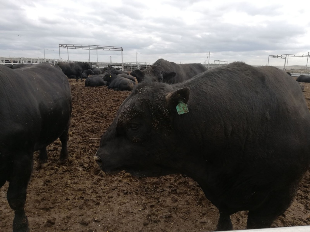 Посещение Ярмарки "Родео-Мираторг"