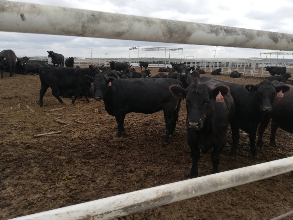 Посещение Ярмарки "Родео-Мираторг"